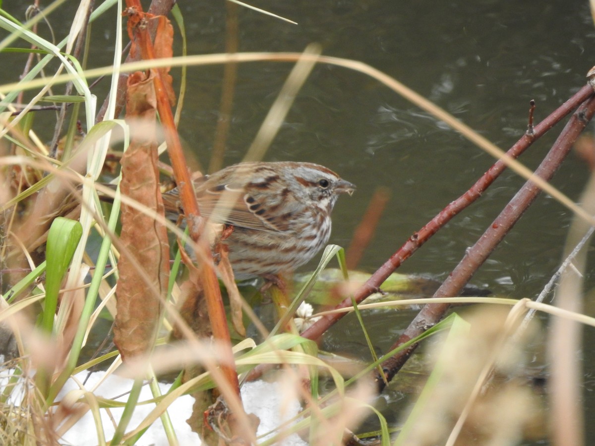 Song Sparrow - ML127710711