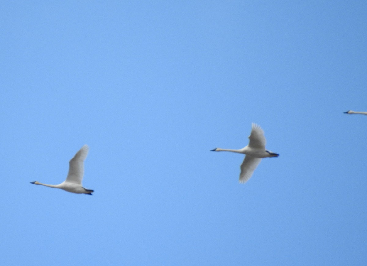 Trumpeter Swan - ML127710961