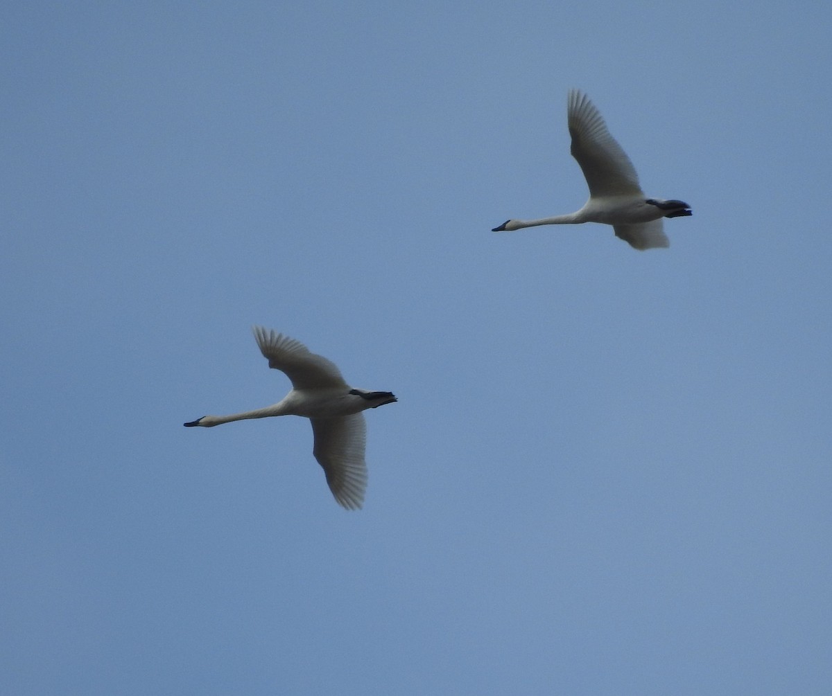 Trumpeter Swan - ML127710971