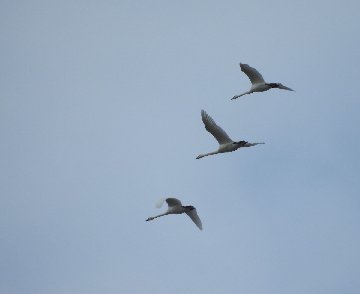 Trumpeter Swan - ML127710981