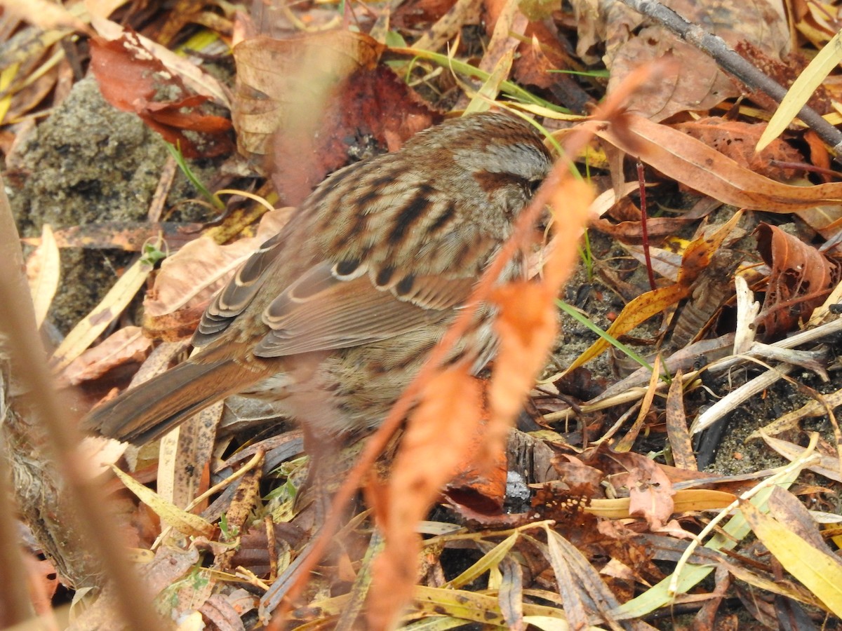 Song Sparrow - ML127711031