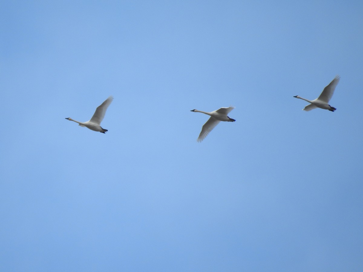 Trumpeter Swan - ML127711061