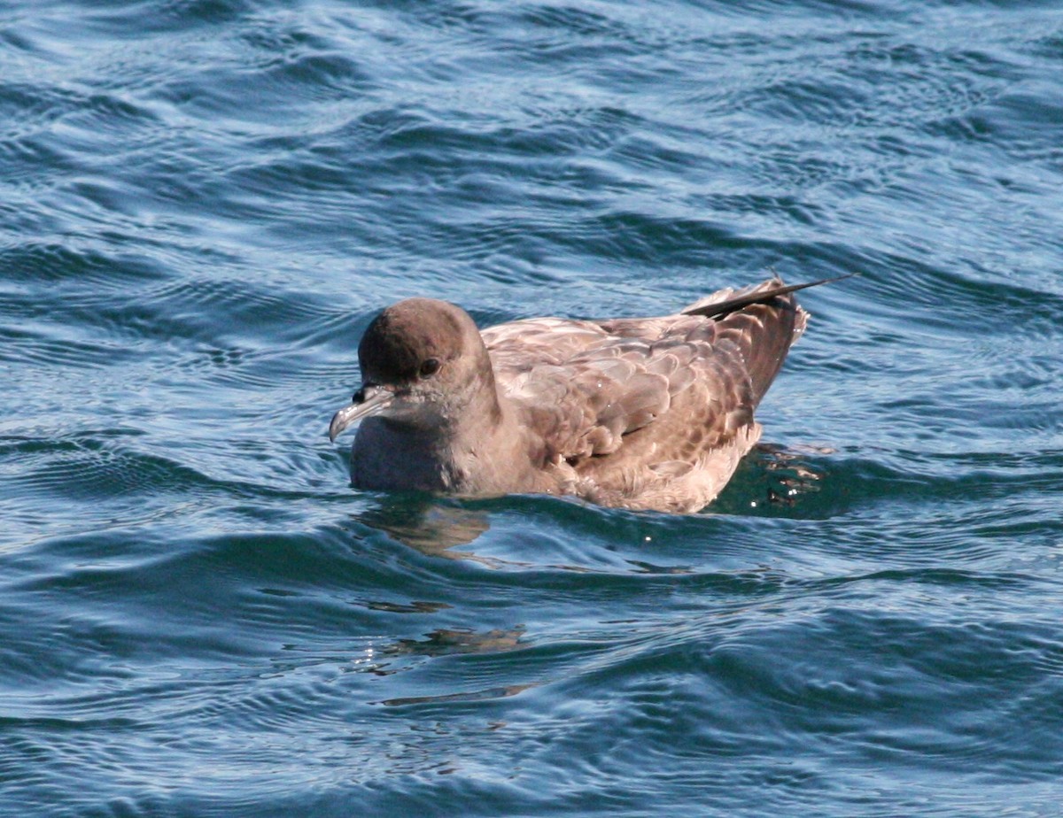 Short-tailed Shearwater - ML127712721