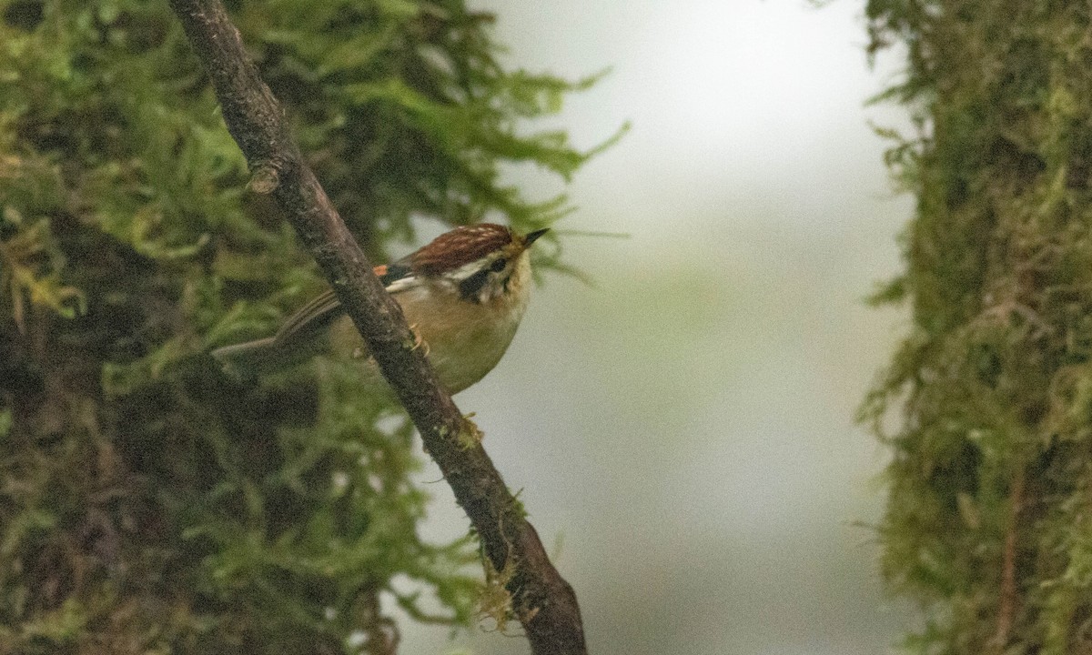 Rufous-winged Fulvetta - Paul Fenwick