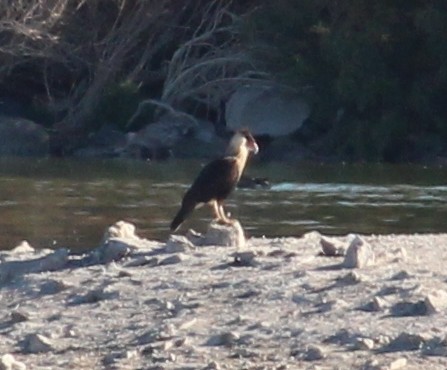 Crested Caracara (Northern) - ML127715071