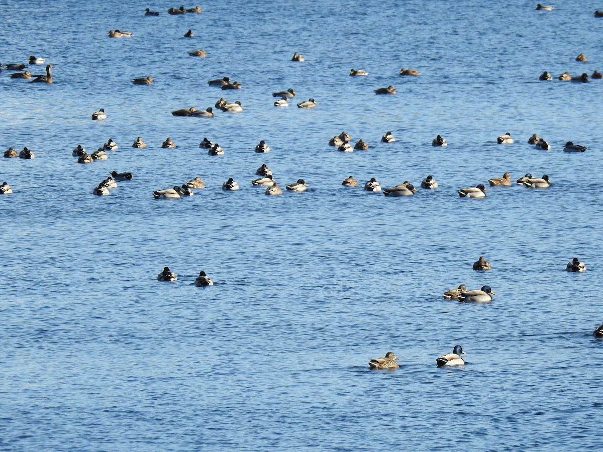 Canard colvert - ML127716181