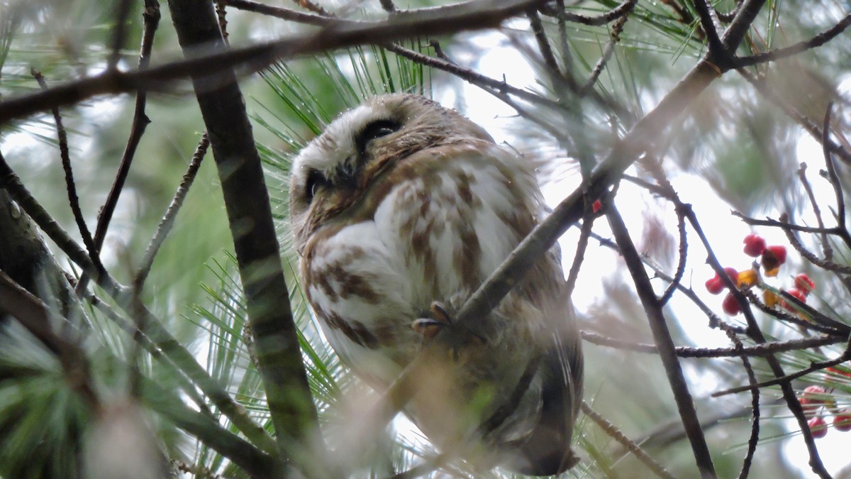 Northern Saw-whet Owl - ML127716211