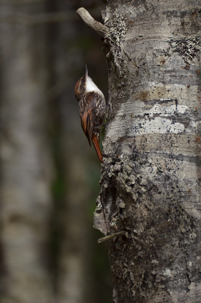 White-throated Treerunner - ML127716271