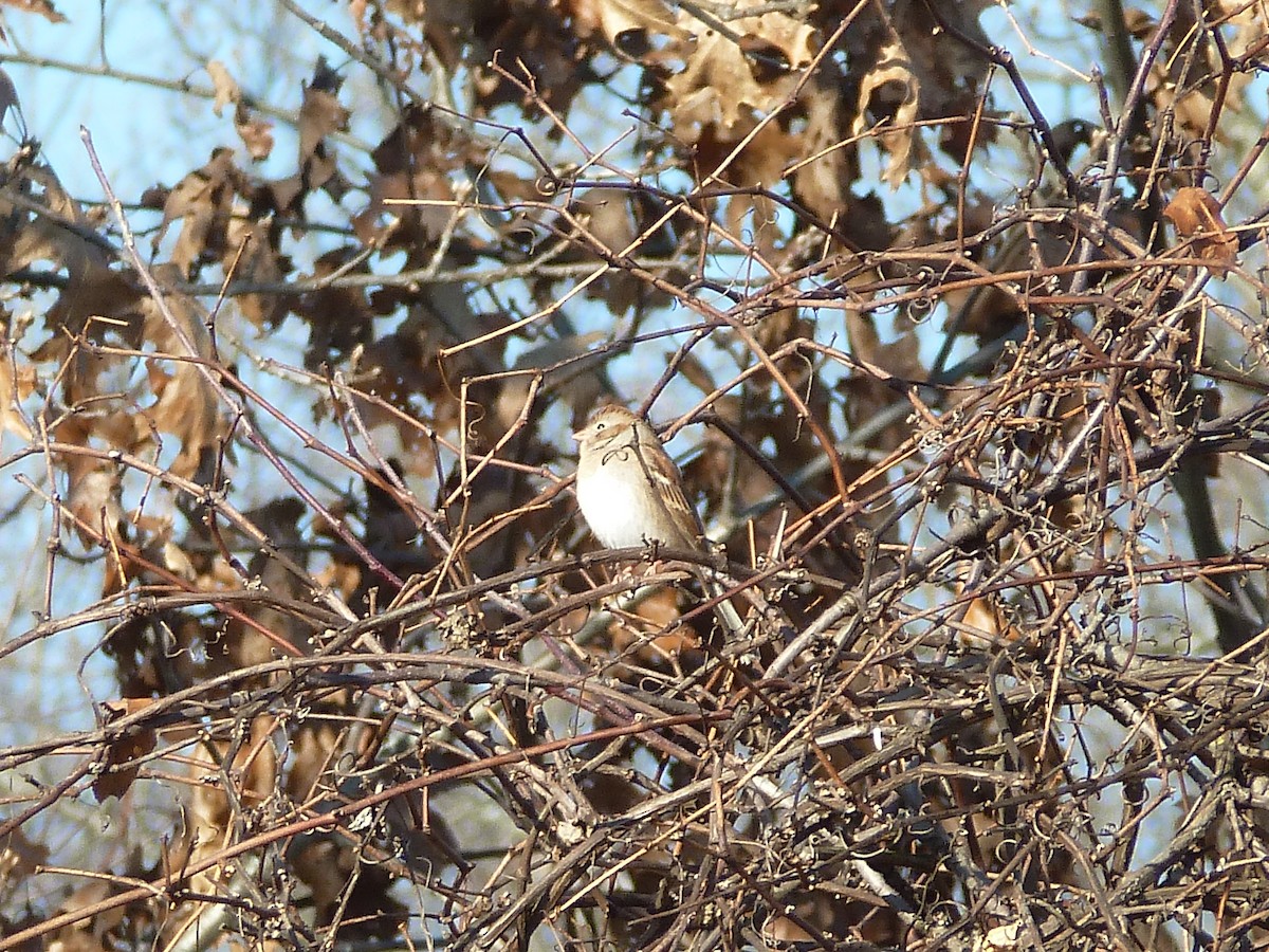 Field Sparrow - ML127716981