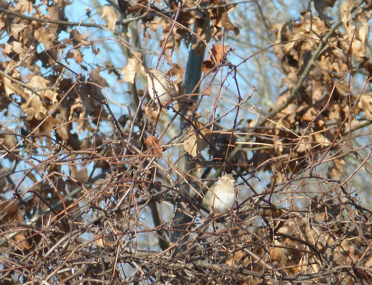Field Sparrow - ML127717441