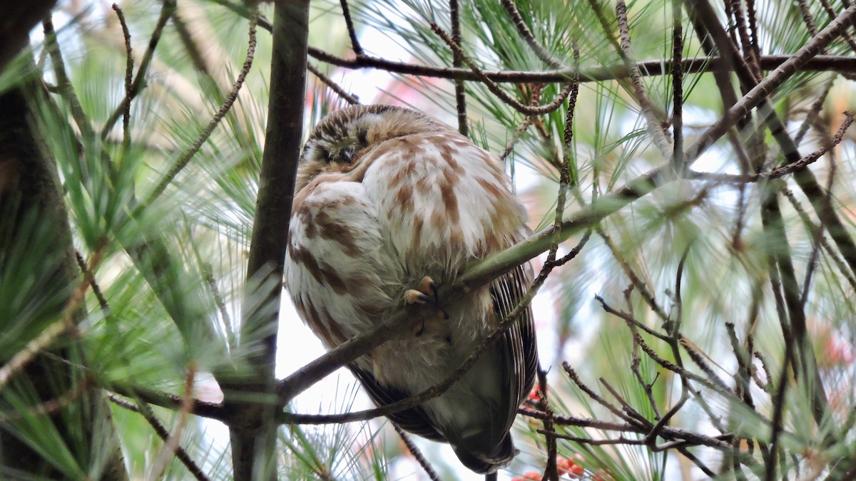 Northern Saw-whet Owl - Keith Eric Costley