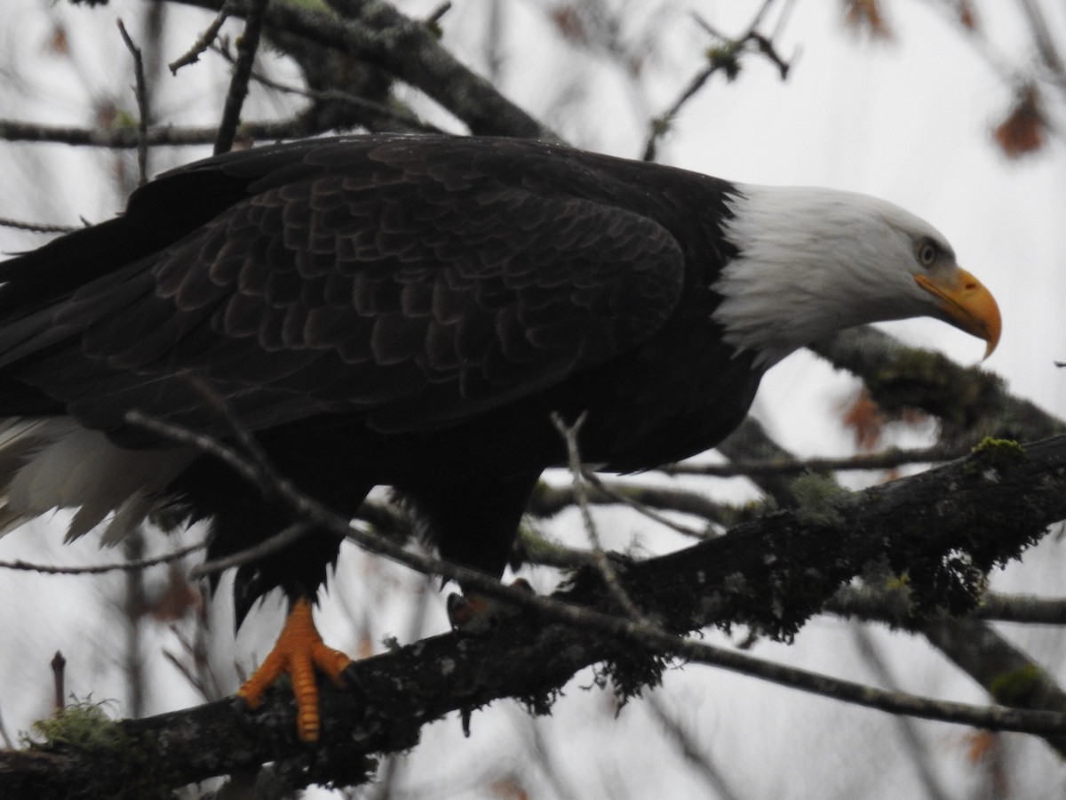 Bald Eagle - ML127718651