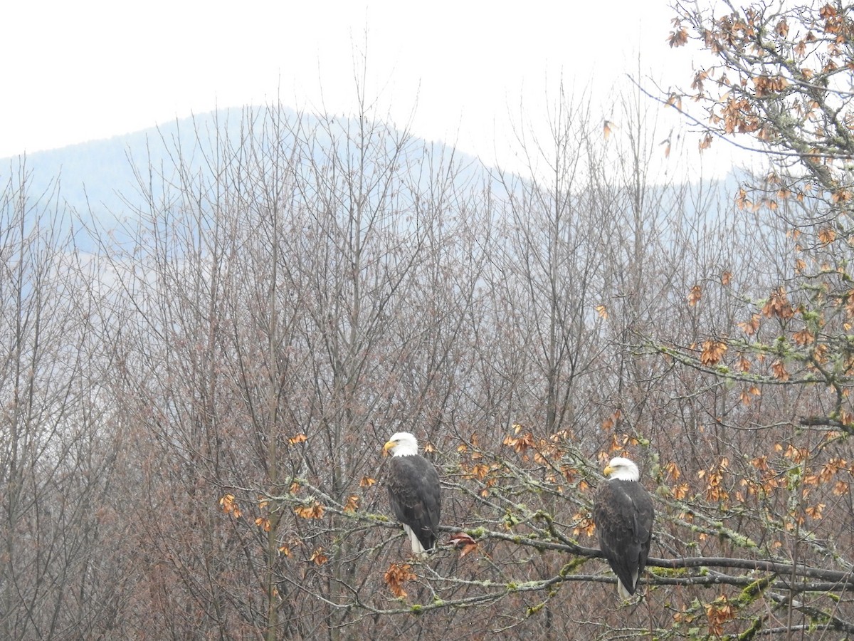 Bald Eagle - ML127718691