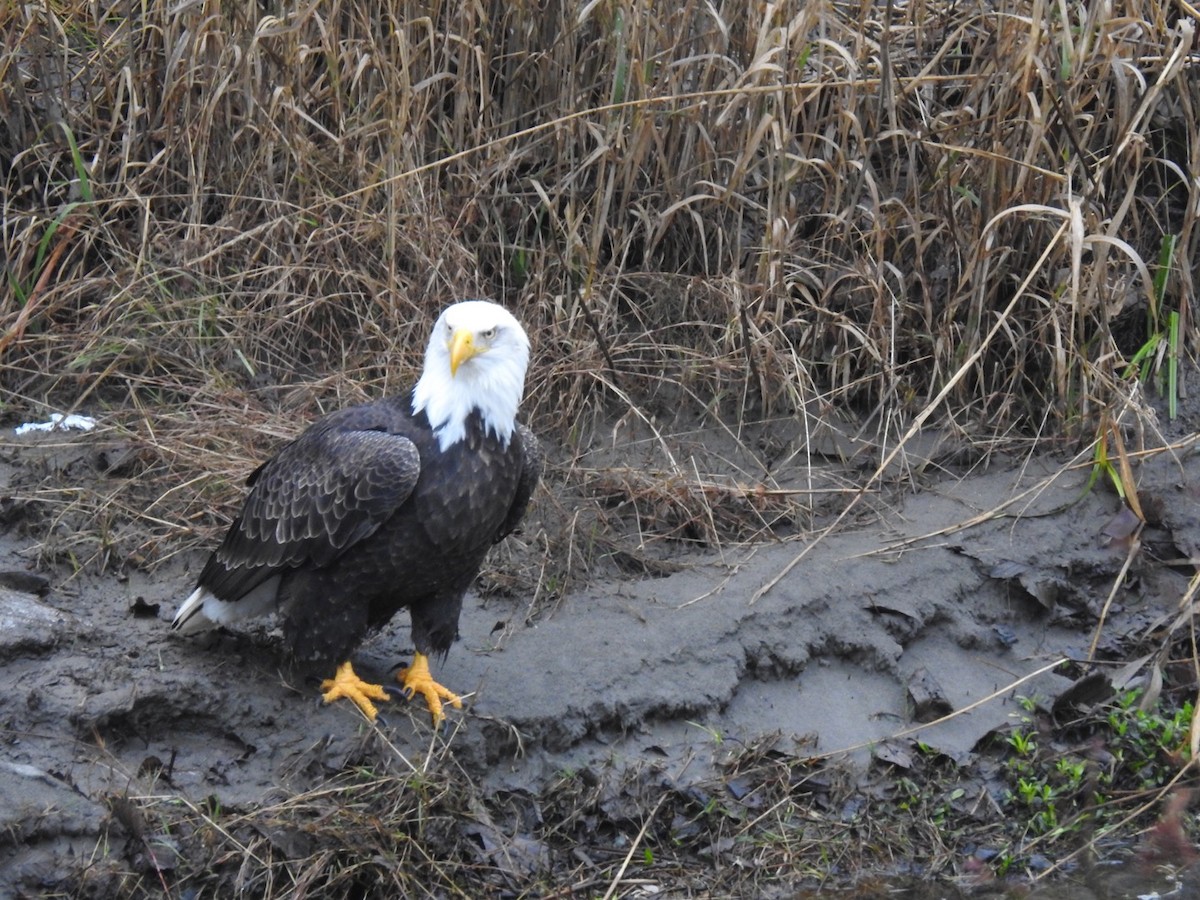 Bald Eagle - ML127718701