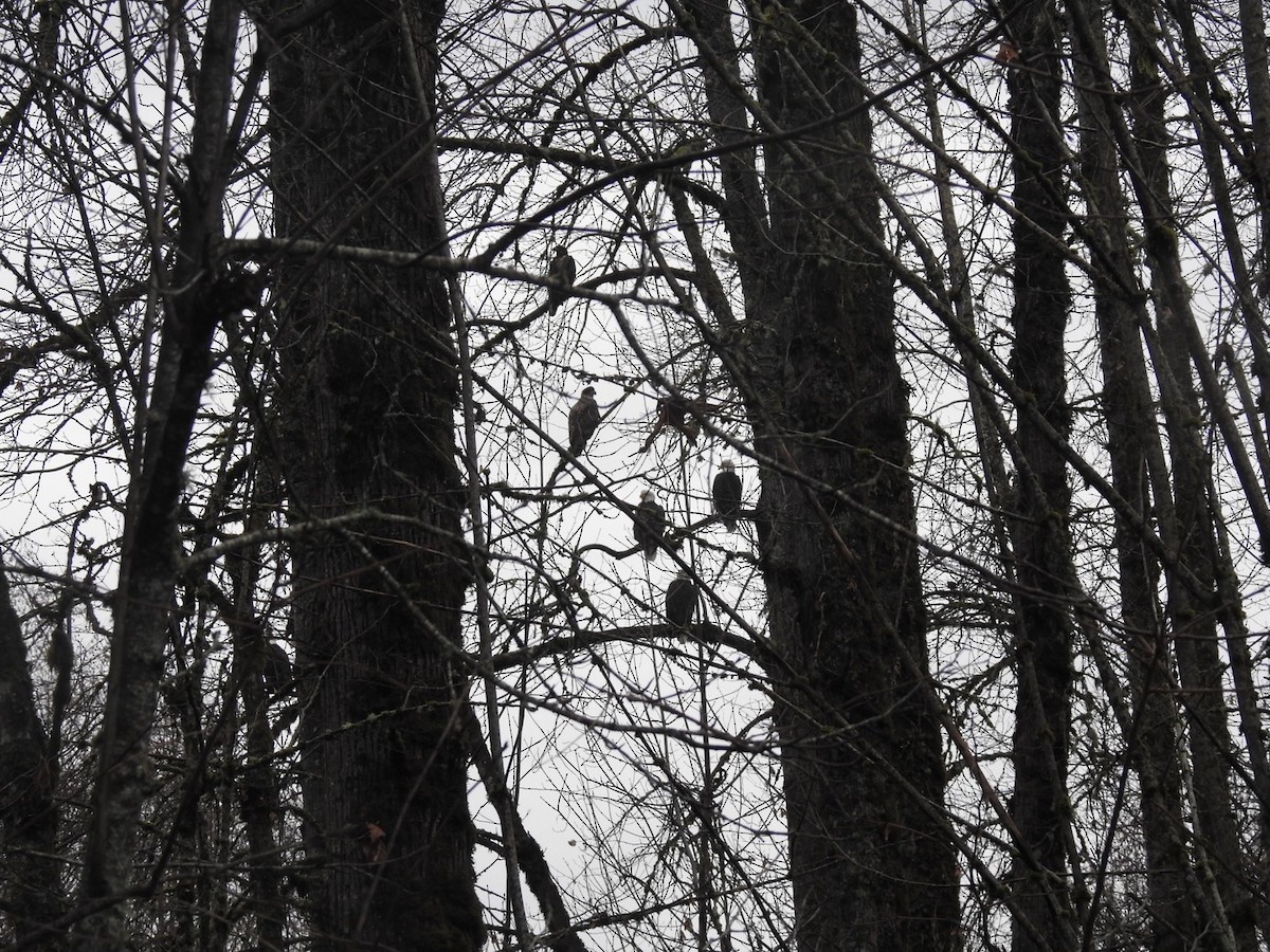 Bald Eagle - ML127718721