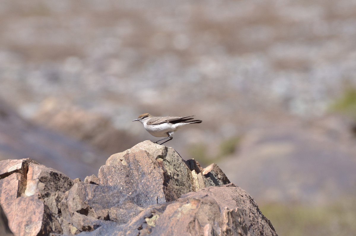 White-browed Ground-Tyrant - ML127718951