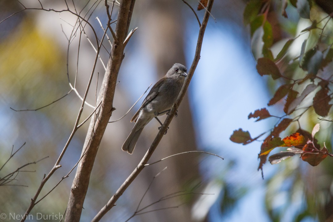 Gray Shrikethrush - ML127720061