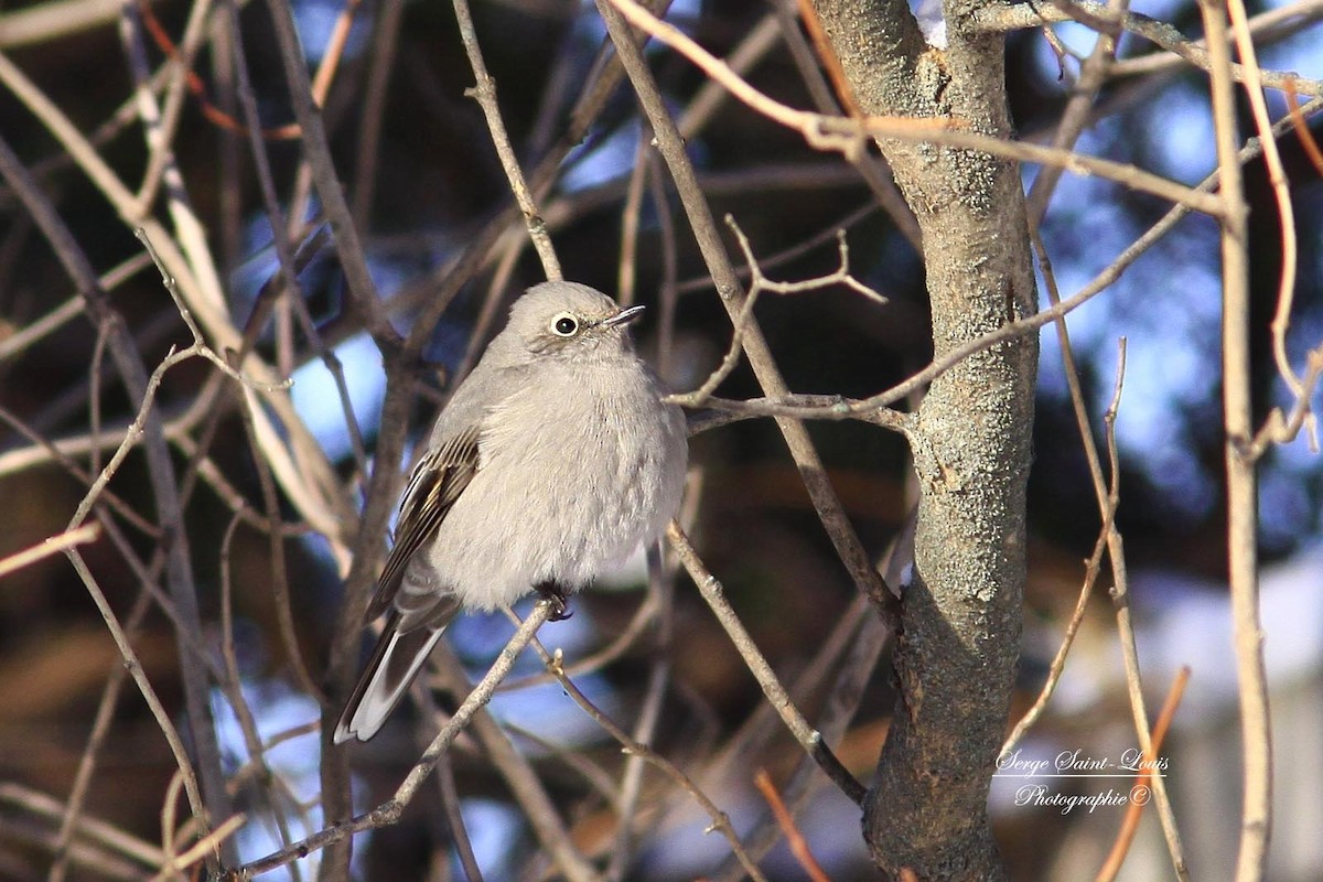 Townsend's Solitaire - ML127720801