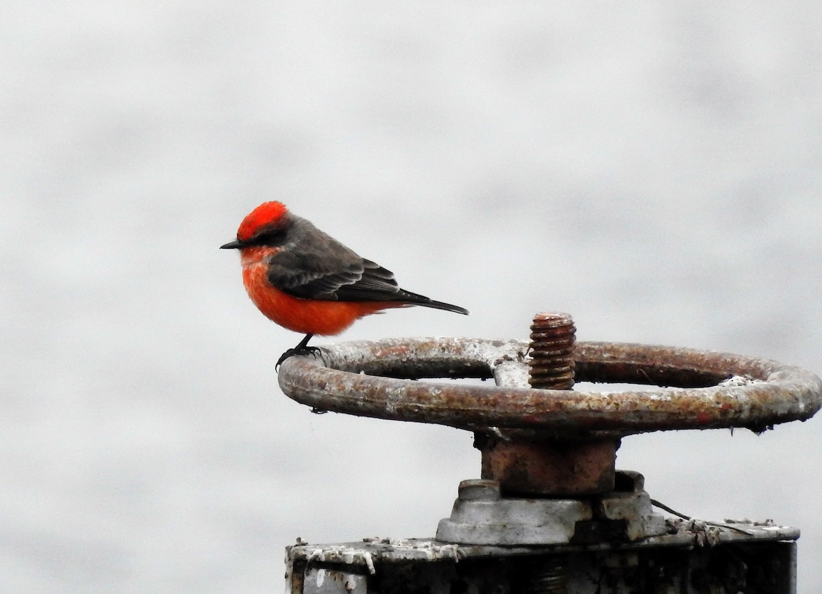 Vermilion Flycatcher - Pamela Goolsby