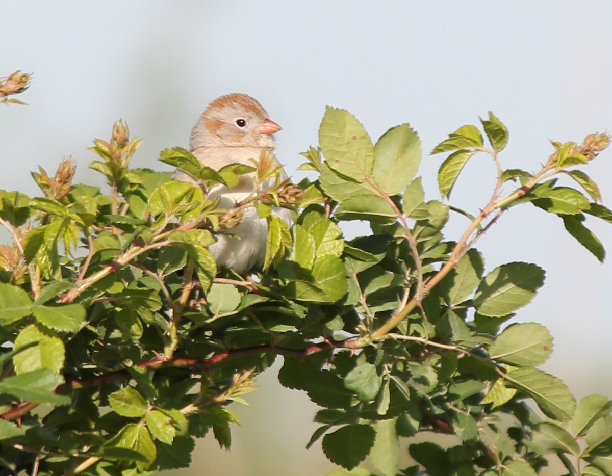 Field Sparrow - ML127721521