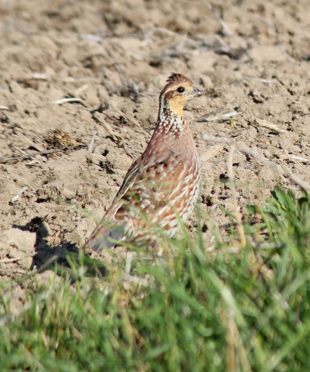 Northern Bobwhite - Andrew S. Aldrich