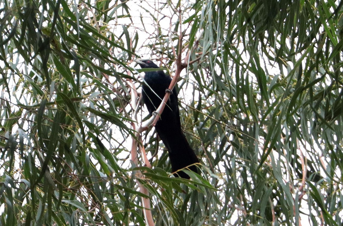 kukačka pacifická (ssp. cyanocephalus/subcyanocephalus) - ML127722771