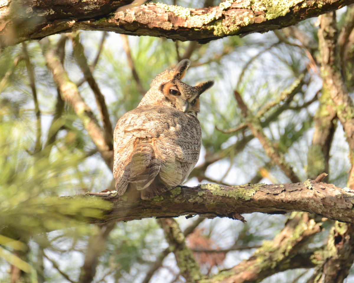 Great Horned Owl - ML127723341