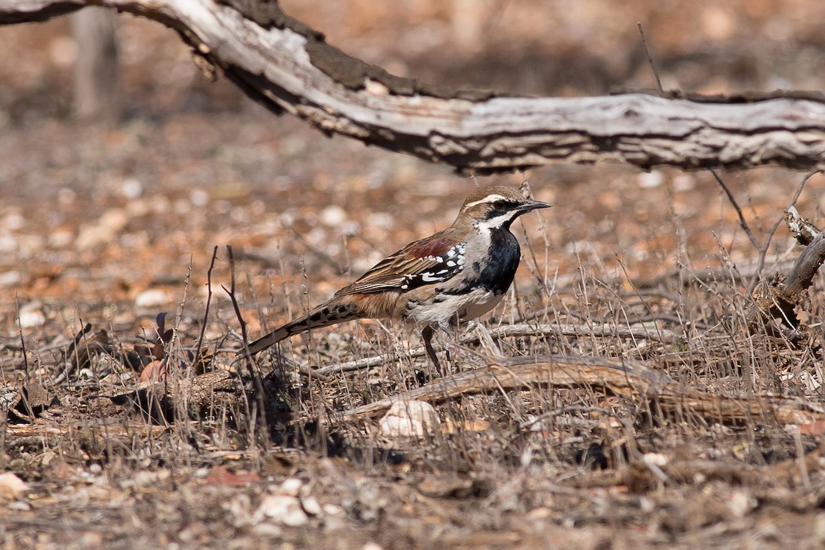 Chestnut Quail-thrush - ML127723861