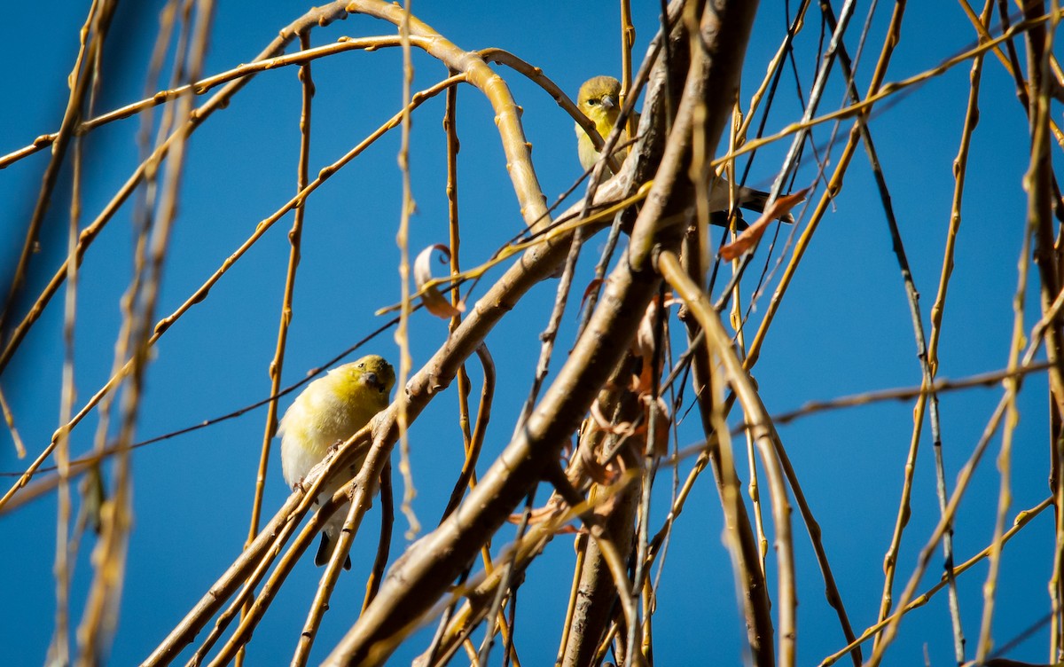 American Goldfinch - ML127723921