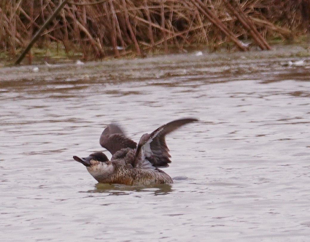 Ruddy Duck - Kathleen Horn