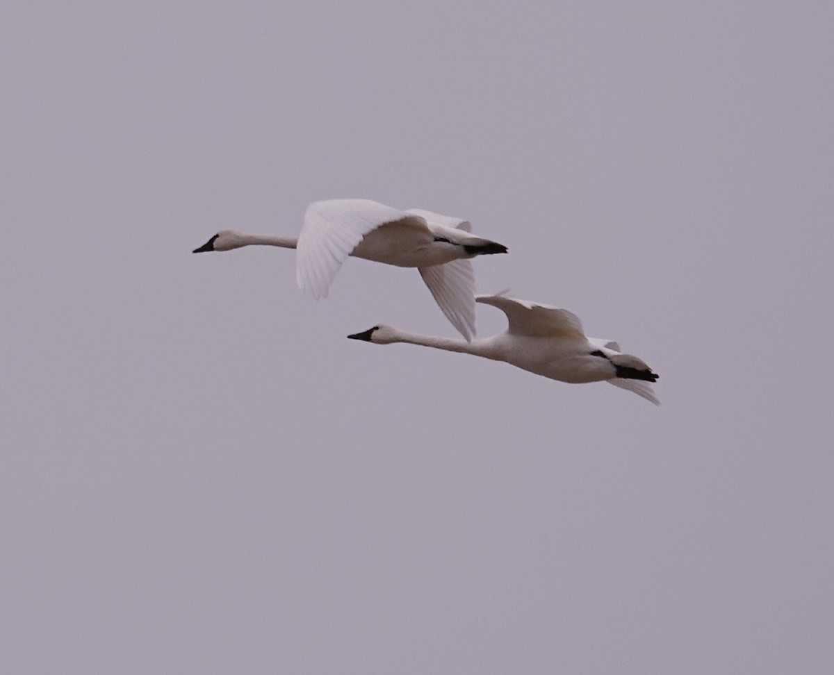 Tundra Swan - ML127724521