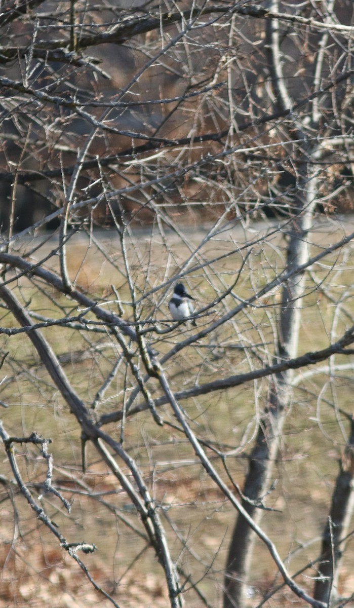 Belted Kingfisher - ML127724571