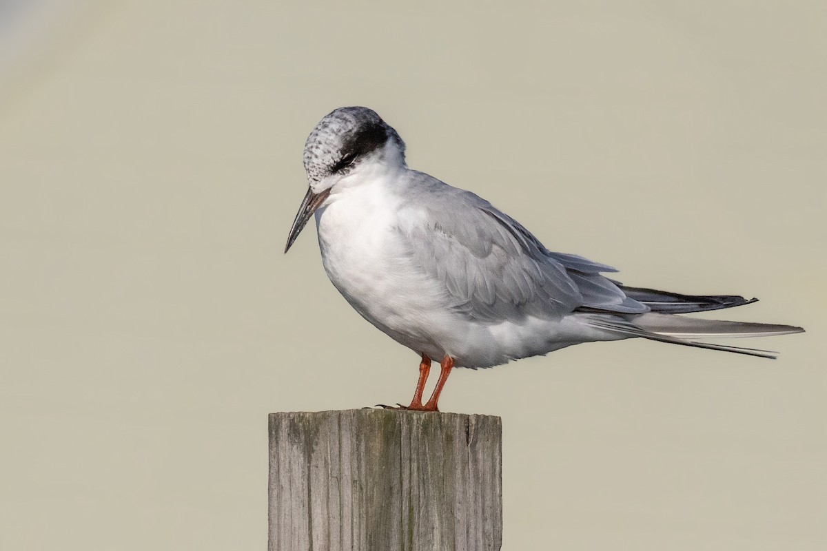 Forster's Tern - ML127726761