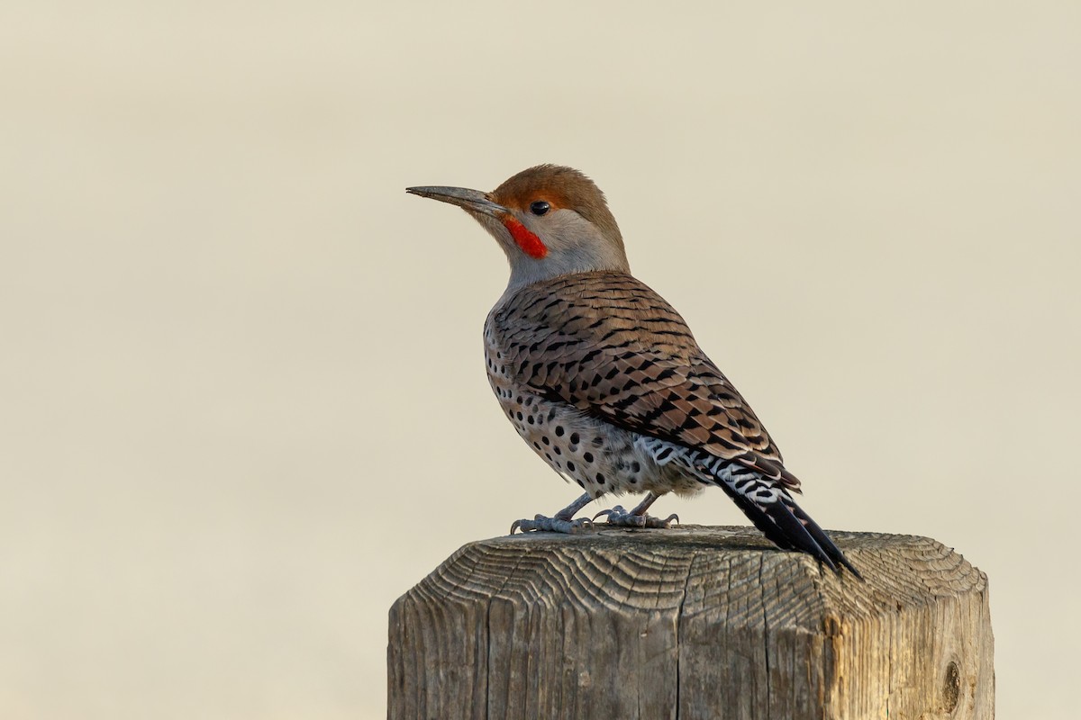 Northern Flicker - ML127727311