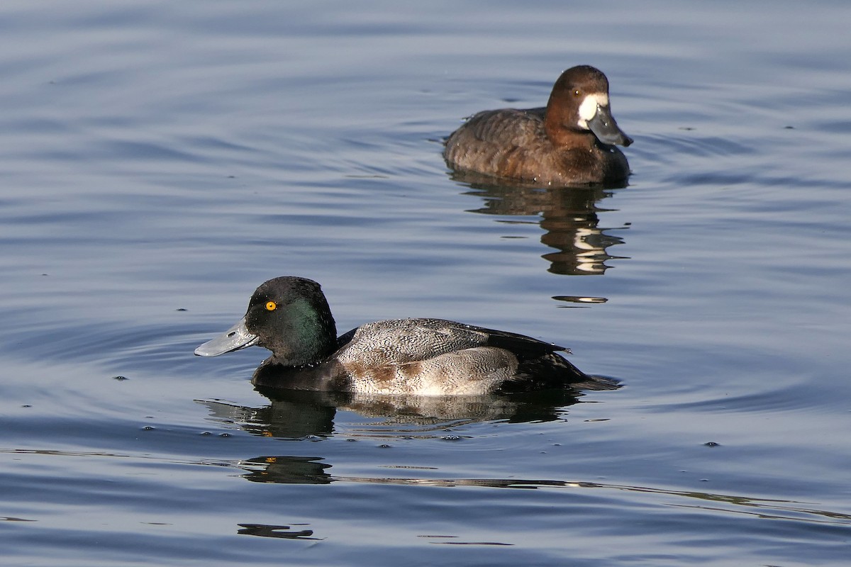 Lesser Scaup - ML127728101