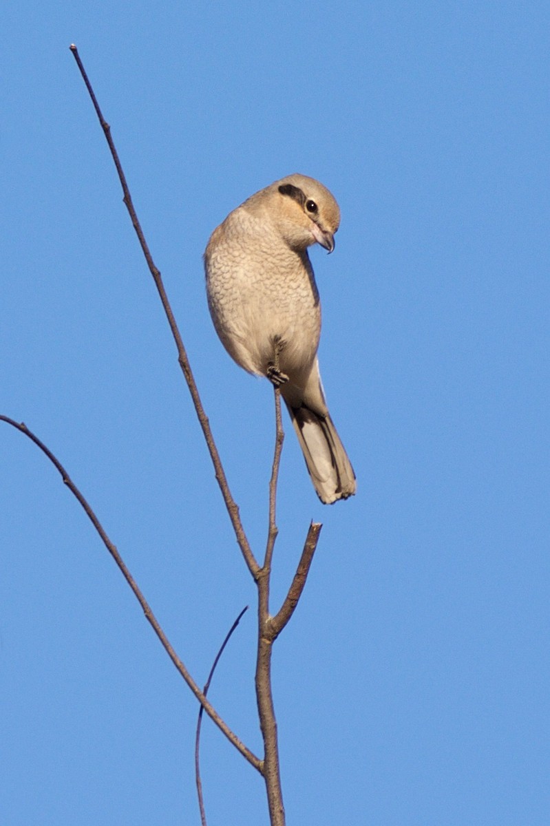 Northern Shrike - ML127728201