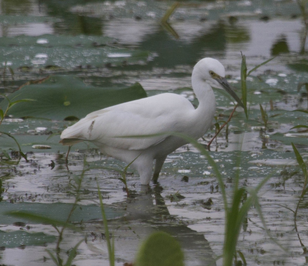 Snowy Egret - Jason Forbes