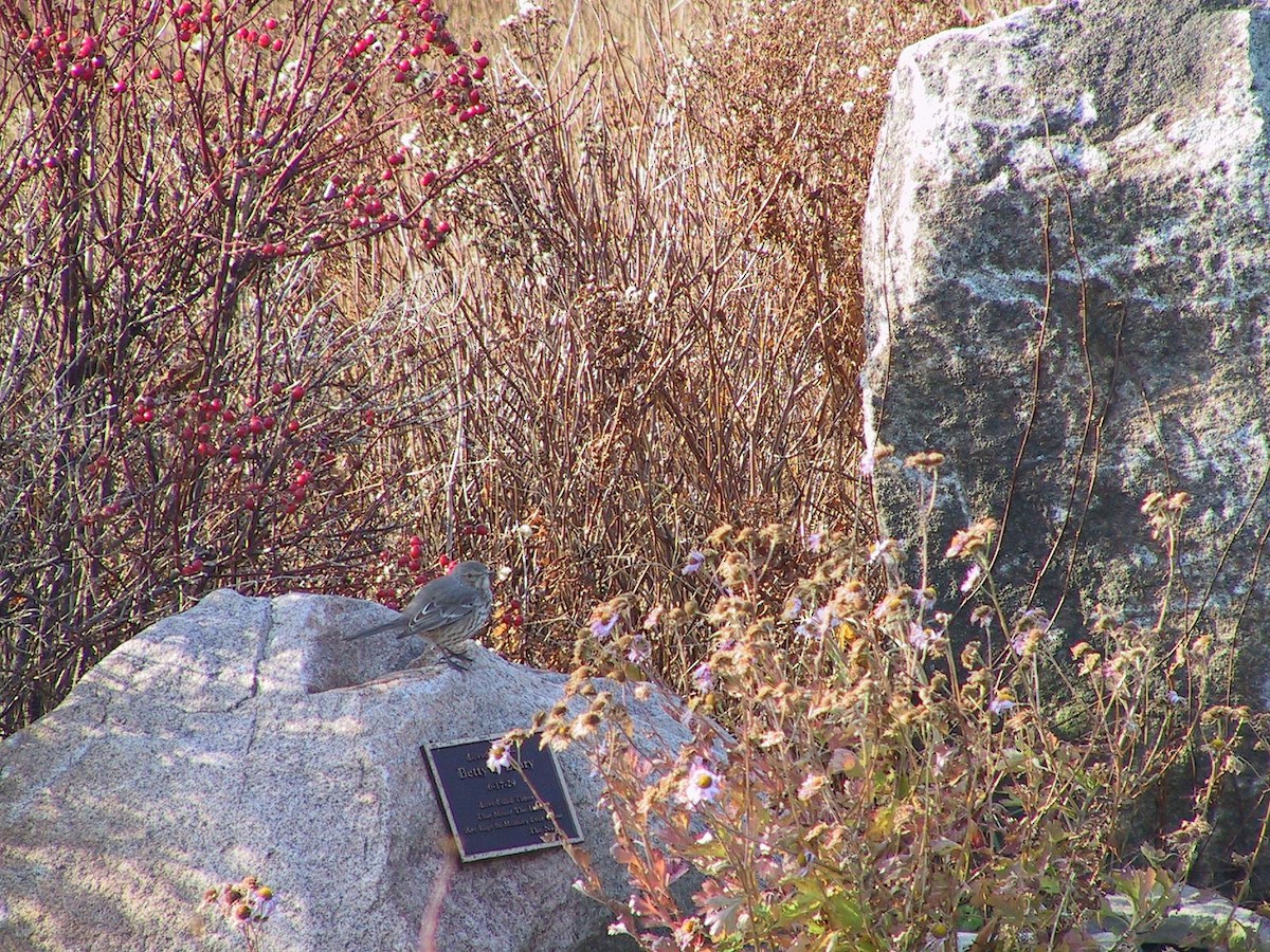 Sage Thrasher - ML127730791