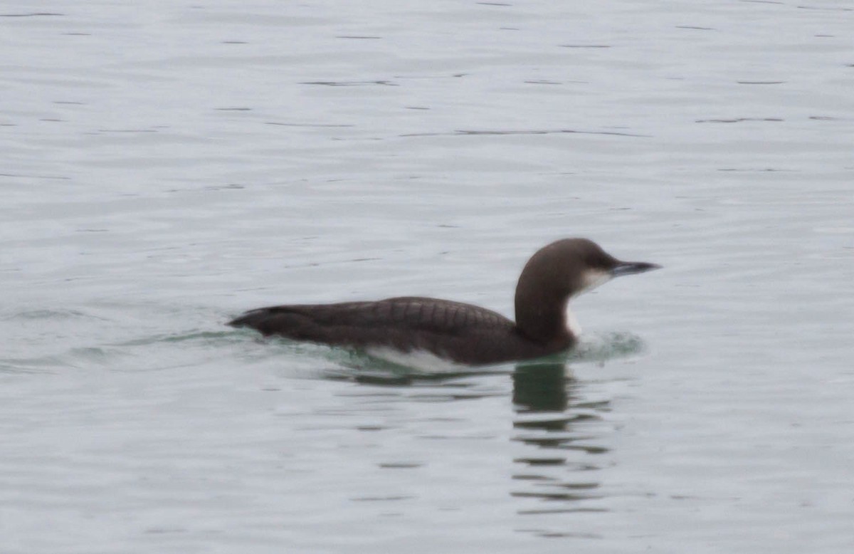 Pacific Loon - ML127730951