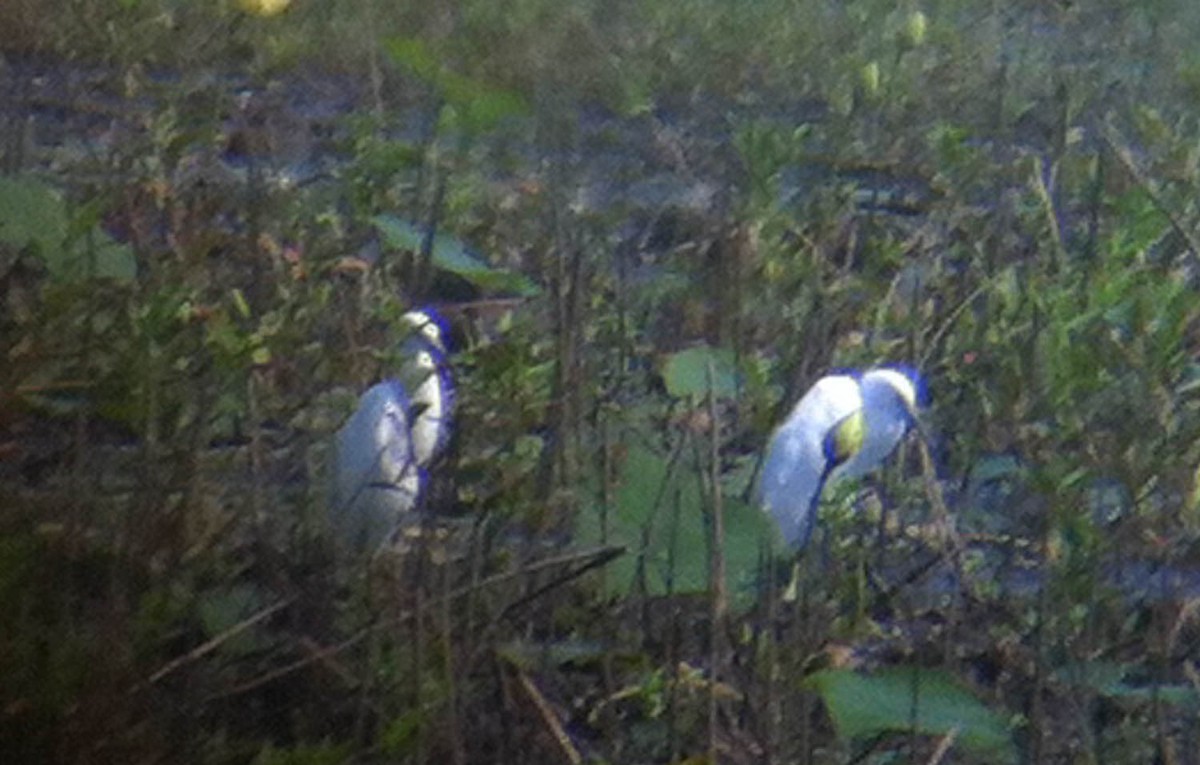 Snowy Egret - ML127731661