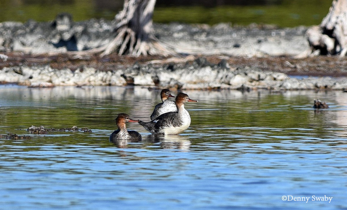 Red-breasted Merganser - ML127732411