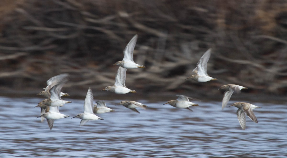 Dunlin - ML127732751