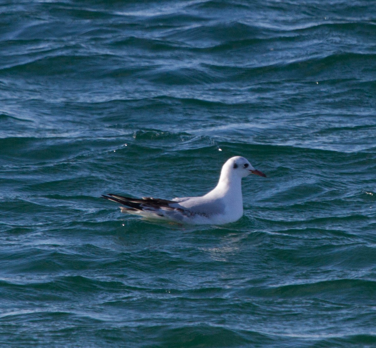 Mouette rieuse - ML127733321