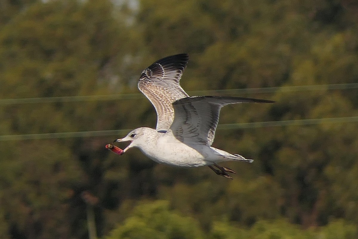 Ring-billed Gull - ML127734421