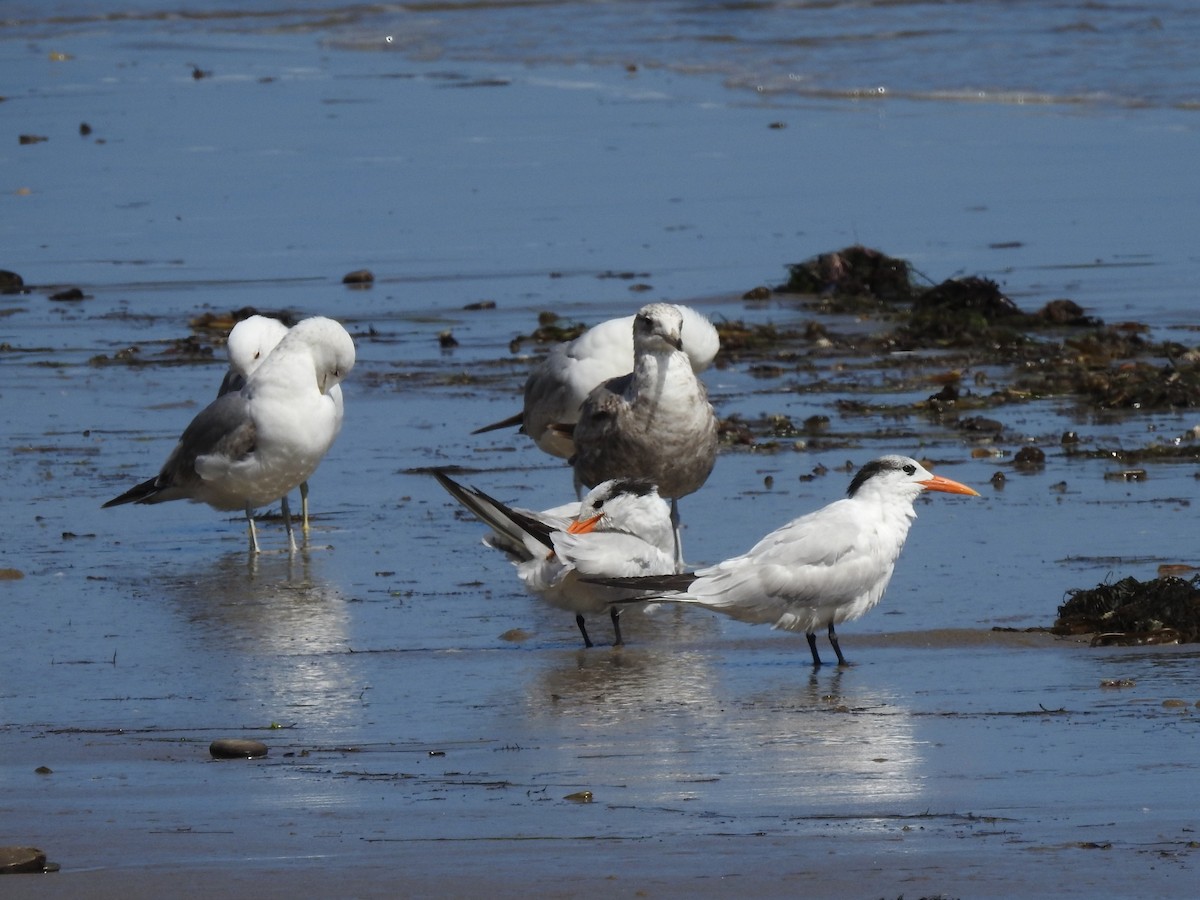 Royal Tern - ML127734501