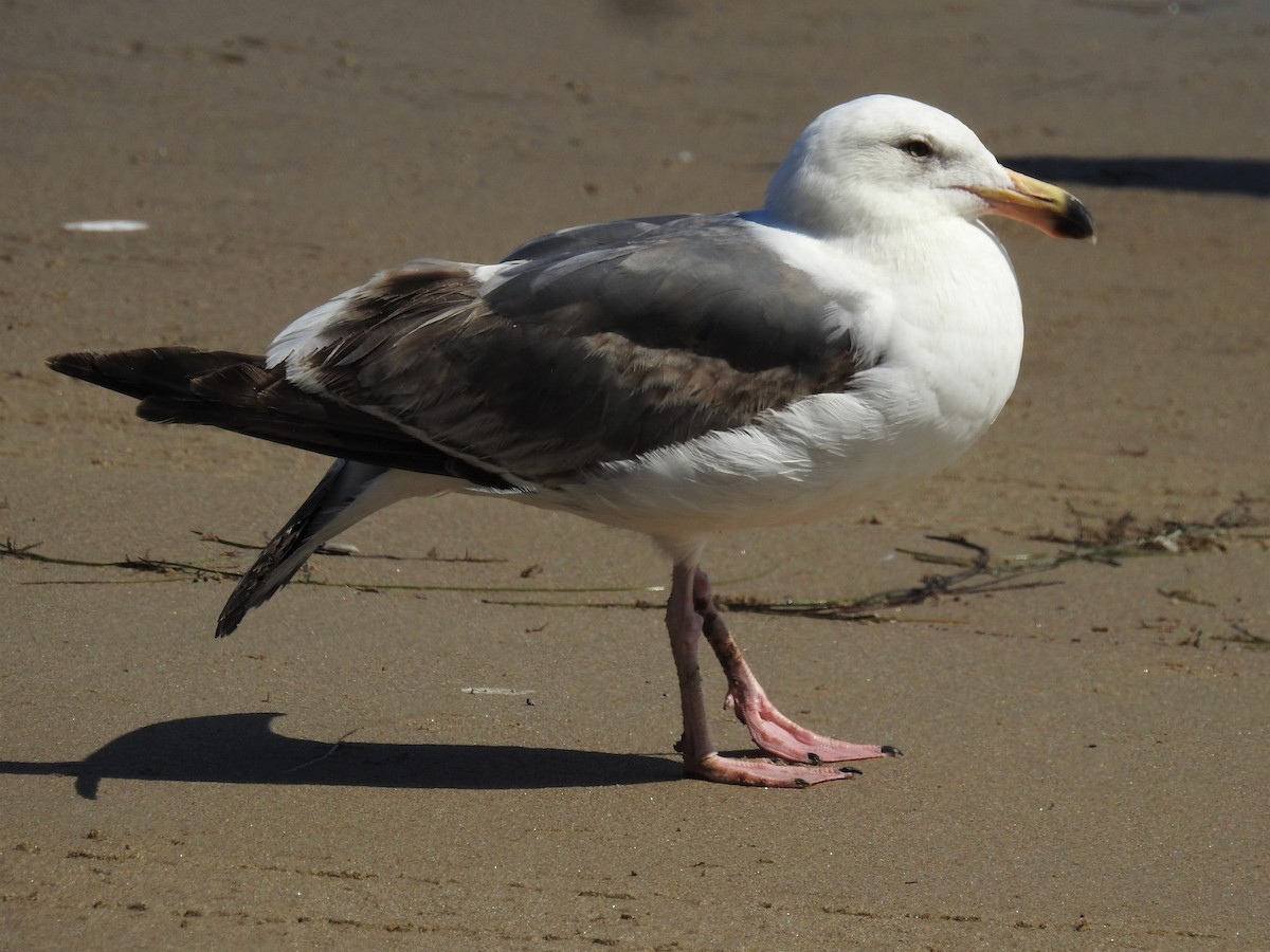 Western Gull - ML127735811