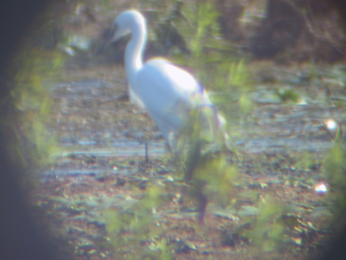 Snowy Egret - ML127735911