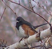 Eastern Towhee - ML127736751