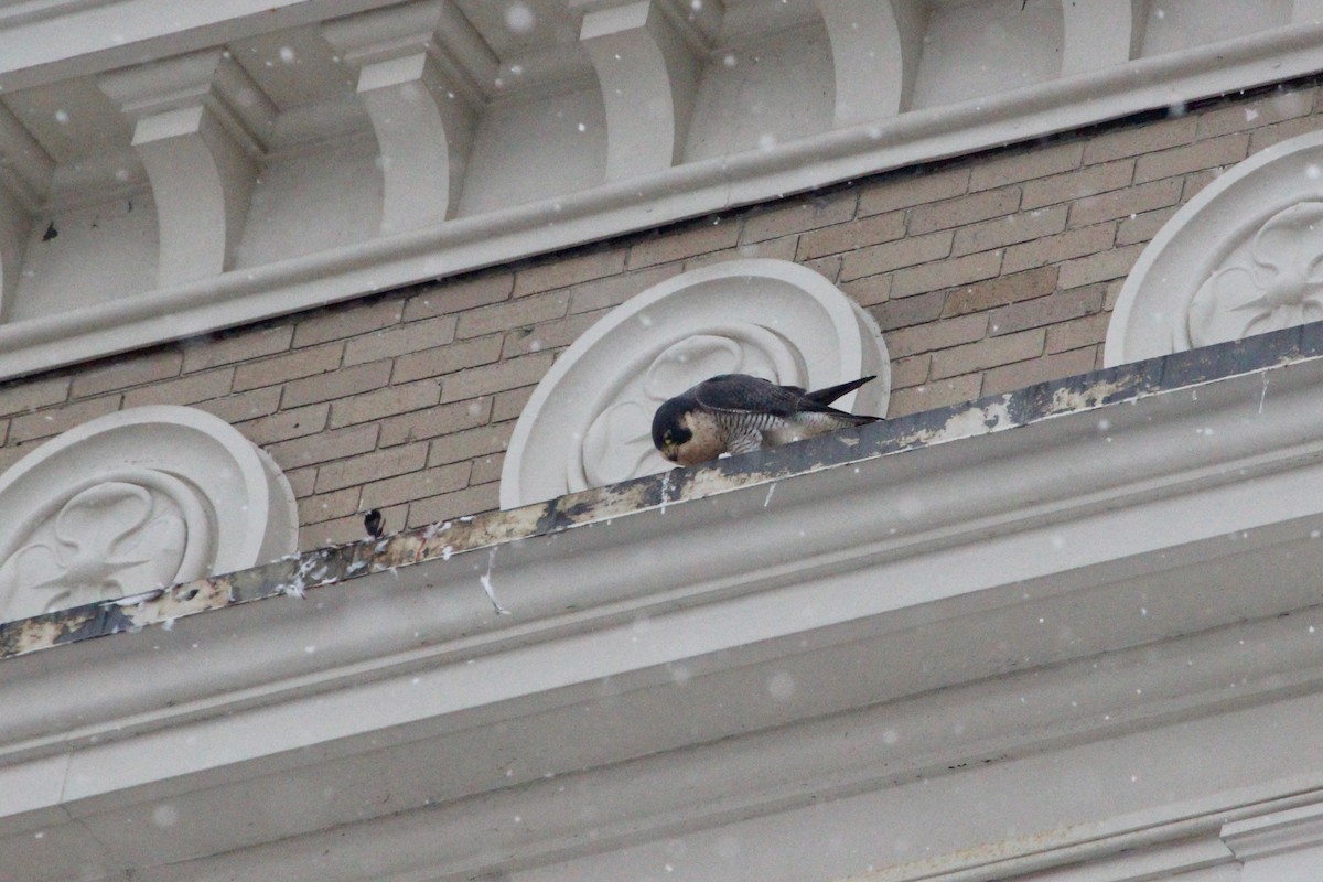 Peregrine Falcon - ML127736901