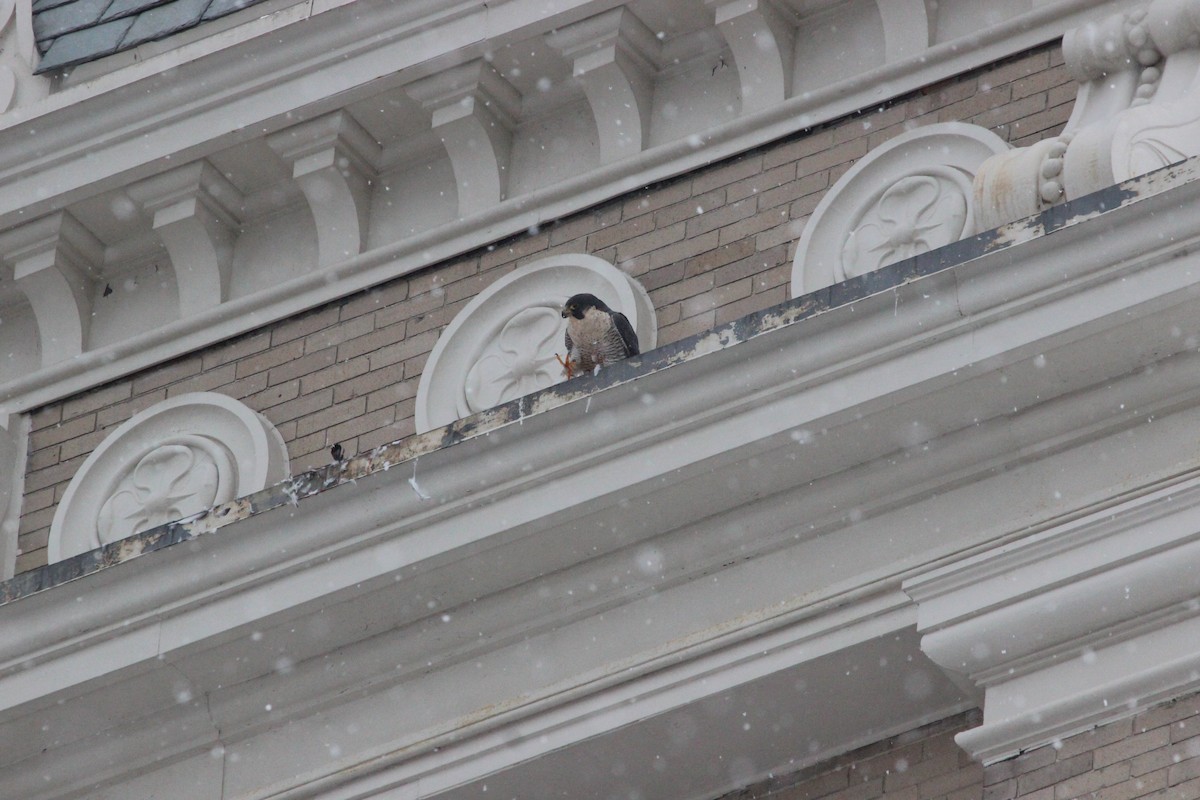 Peregrine Falcon - ML127737091